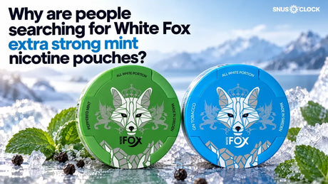 Why are people searching for White Fox extra strong mint nicotine pouches? 